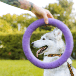 Adiestramiento de Base y Educación Canina