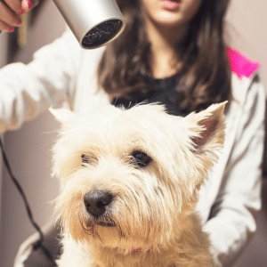 ¡Cuida del bienestar animal a través de la higiene! Curso Online de Peluquería y Estética Canina y Felina. Prácticas Incluídas.